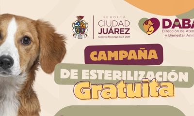 Esterilizarán gratis a perros y gatos en Lomas de Poleo el fin de semana