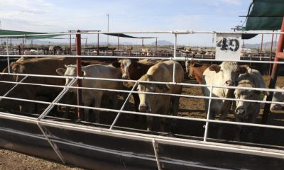 Chihuahua reanuda exportación de ganado a Estados Unidos el 24 de septiembre