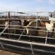 Chihuahua reanuda exportación de ganado a Estados Unidos el 24 de septiembre