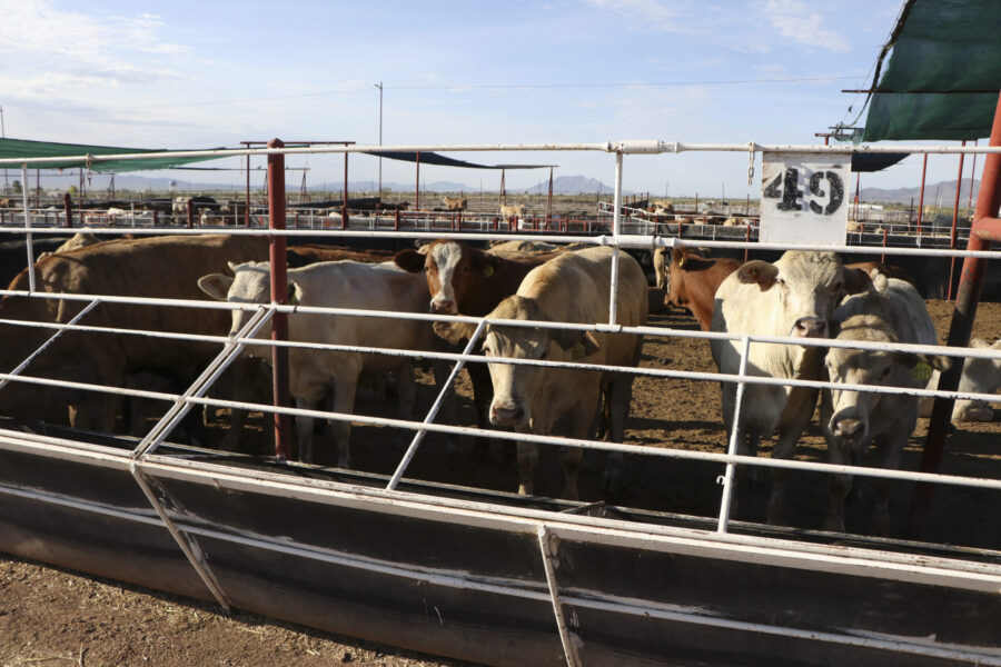 Chihuahua reanuda exportación de ganado a Estados Unidos el 24 de septiembre