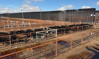 Inicia revisión de 750 cabezas de ganado para exportación a Estados Unidos