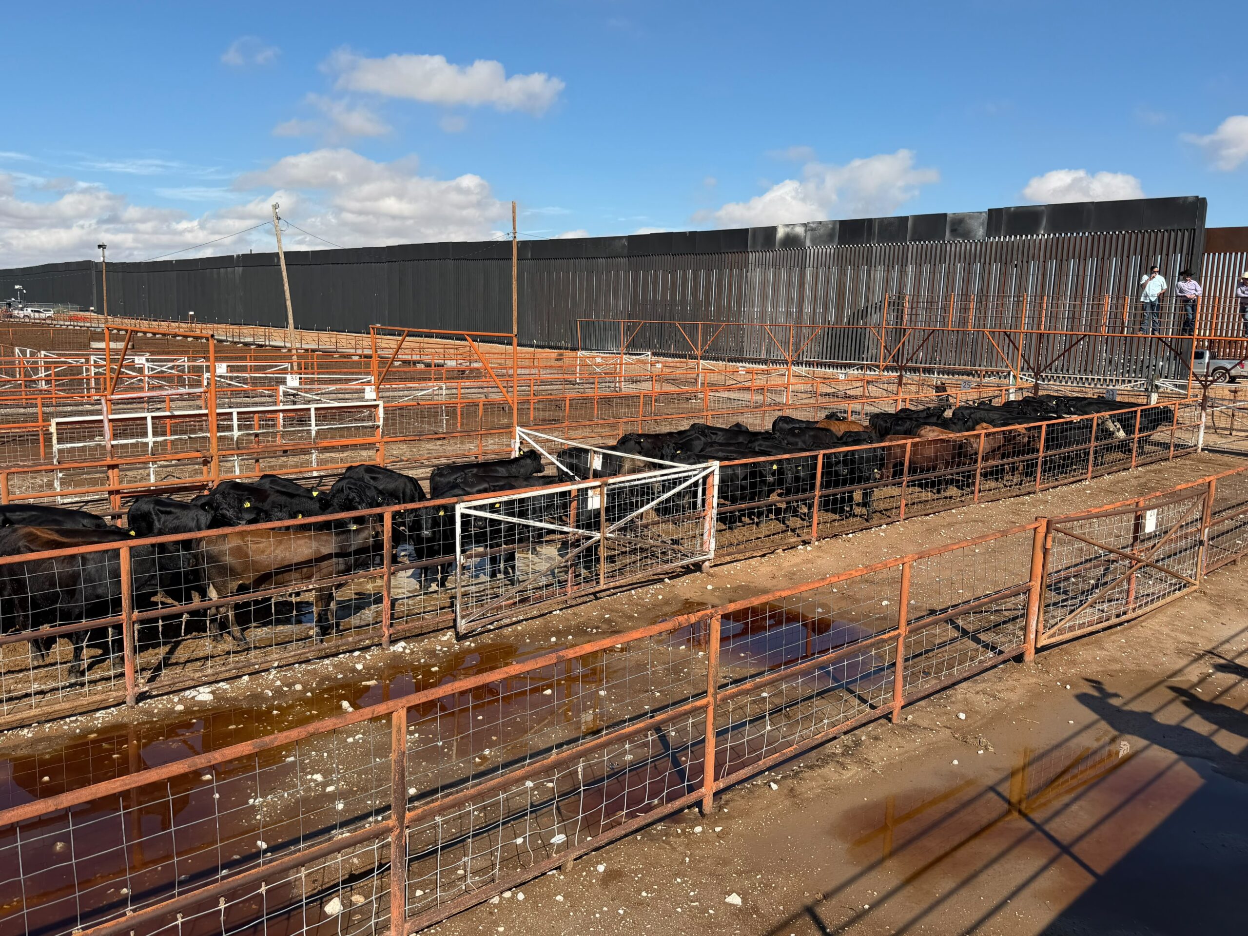 Inicia revisión de 750 cabezas de ganado para exportación a Estados Unidos