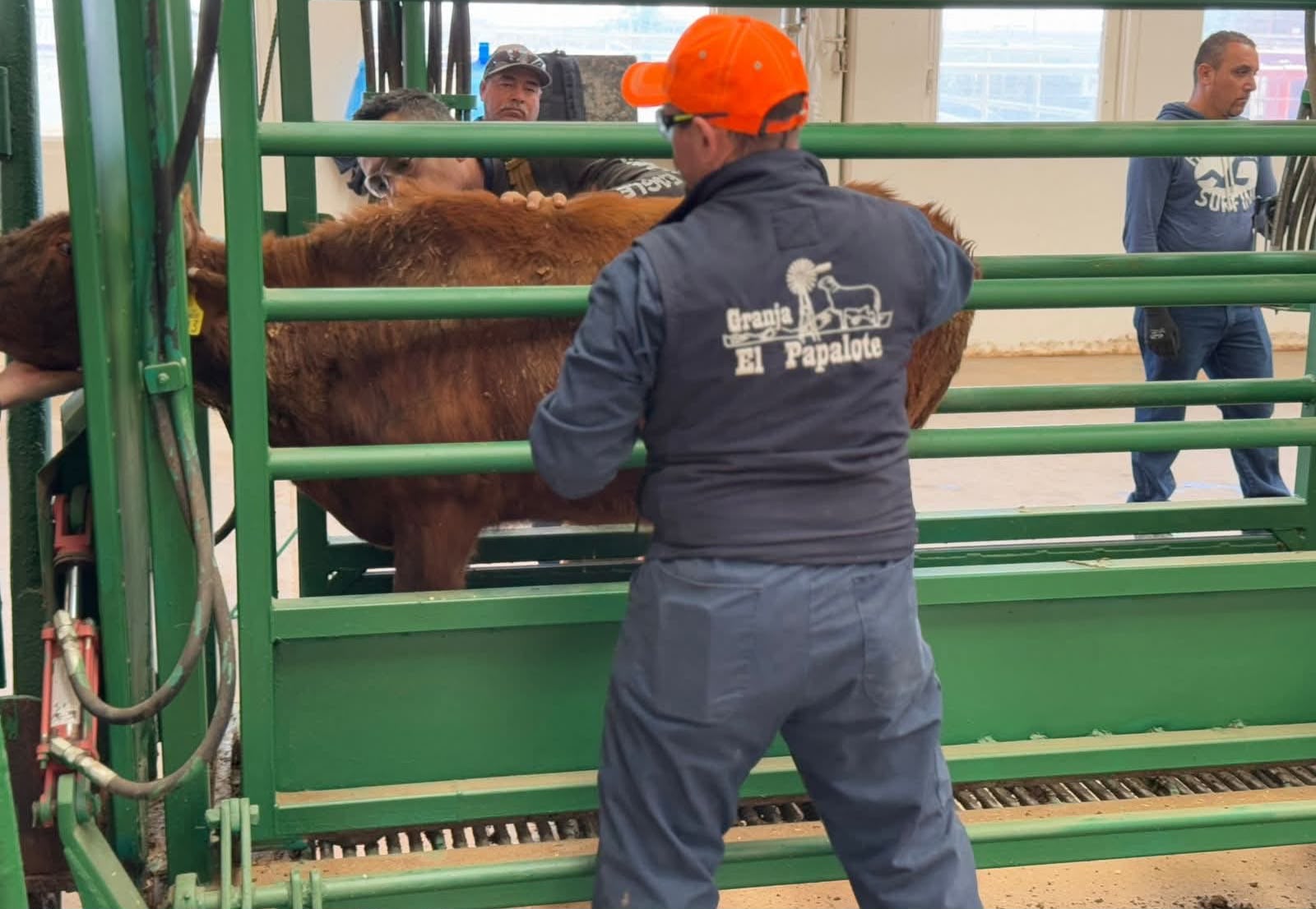 Reactivan exportación de ganado de Chihuahua a Estados Unidos por San Jerónimo