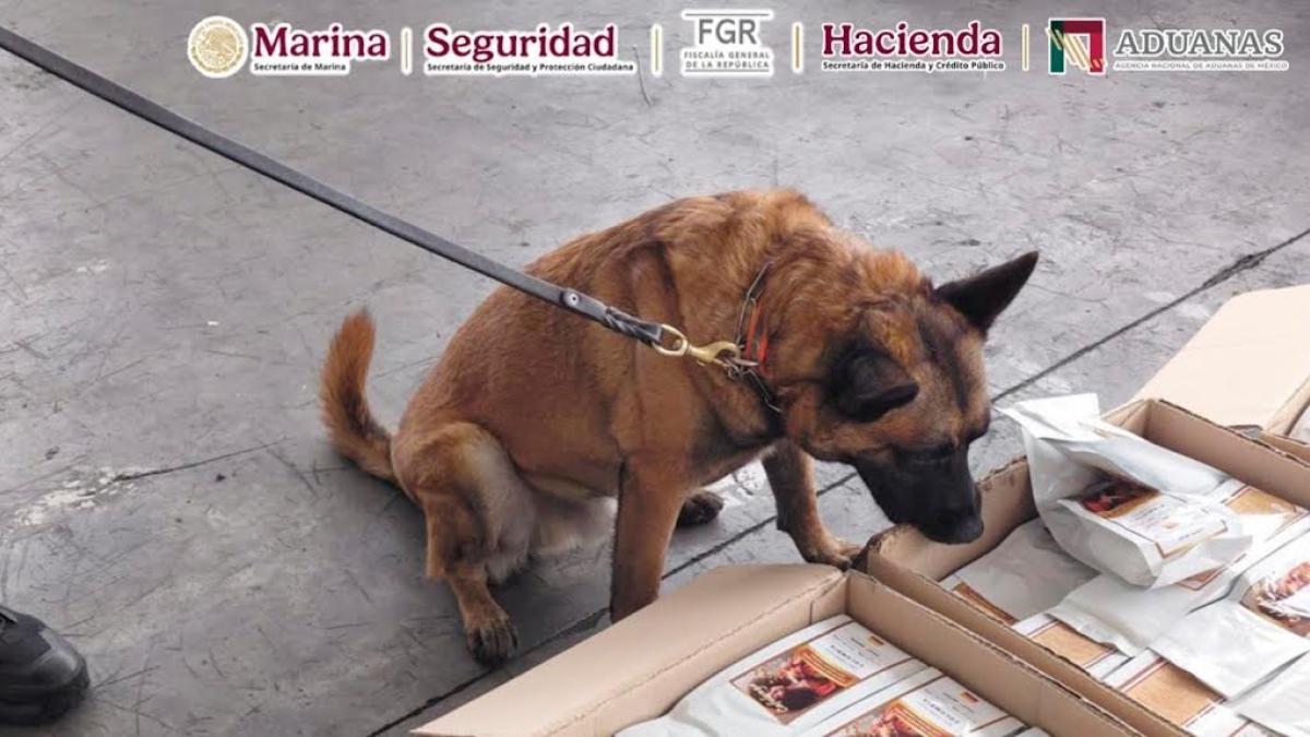 Aseguran más de una tonelada de café contaminado con cocaína en AICM