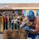 Un perro callejero se convierte en estrella de lucha libre en Ixtapaluca