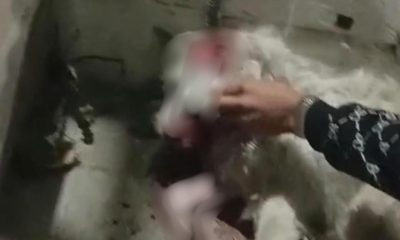 Perrita herida por explosivo durante festejos patrios lucha por su vida