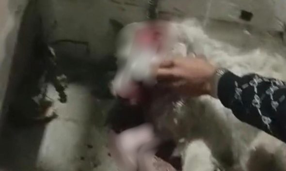 Perrita herida por explosivo durante festejos patrios lucha por su vida