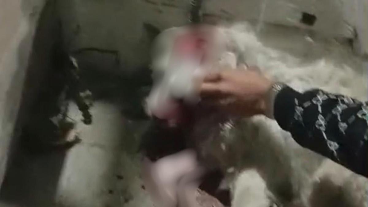 Perrita herida por explosivo durante festejos patrios lucha por su vida