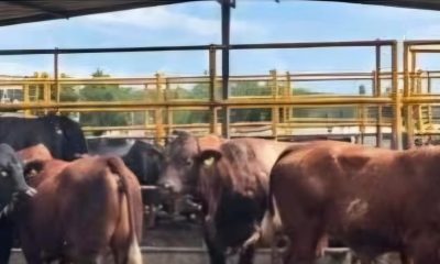 Familia ganadera de Hidalgo solicita ayuda para recuperar 24 toros robados
