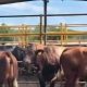 Familia ganadera de Hidalgo solicita ayuda para recuperar 24 toros robados