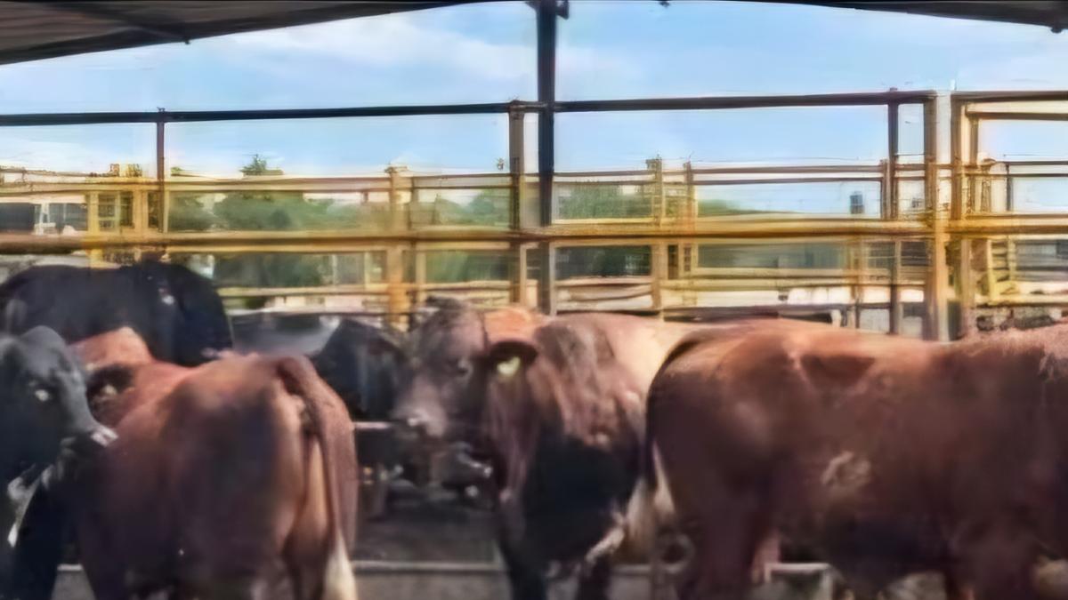 Familia ganadera de Hidalgo solicita ayuda para recuperar 24 toros robados