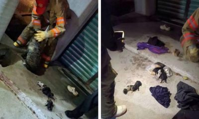 Rescate de perrita y sus cachorros en Hidalgo