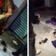 Rescate de perrita y sus cachorros en Hidalgo