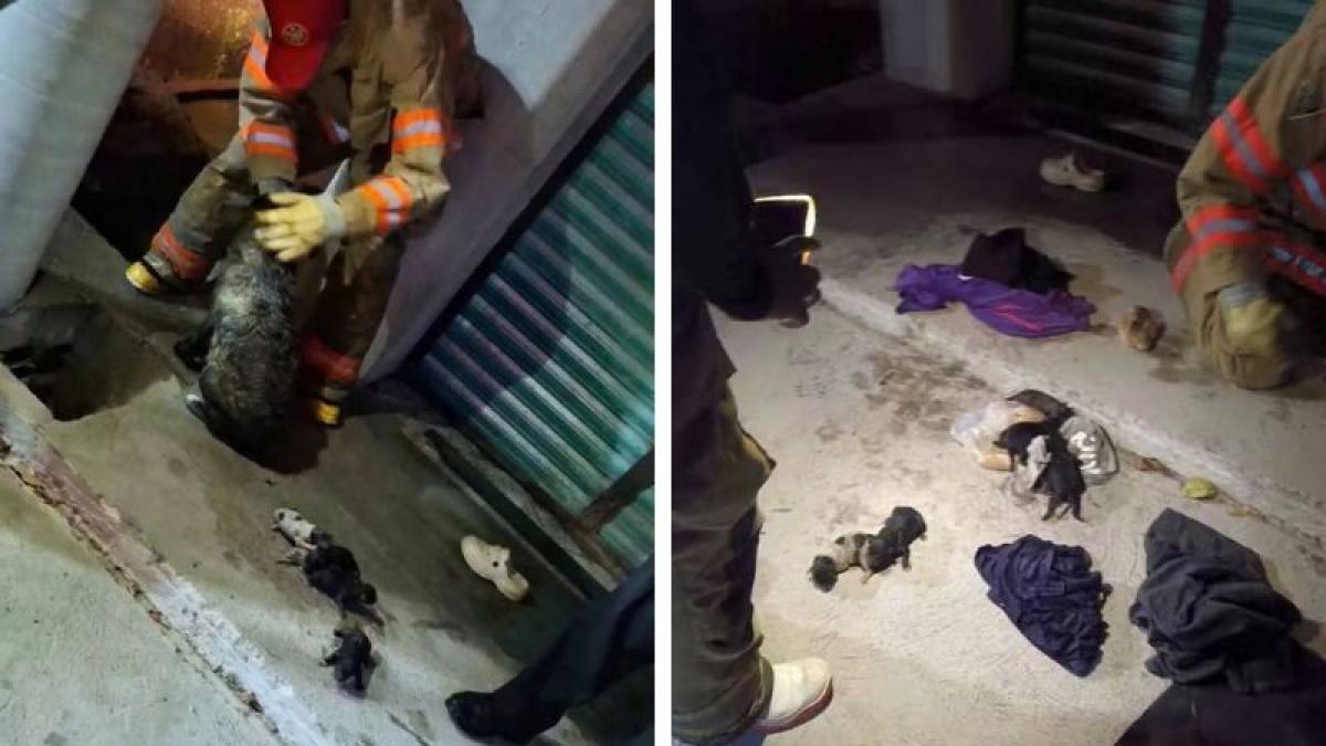 Rescate de perrita y sus cachorros en Hidalgo