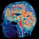 Estudio revela desarrollo dual del cerebro humano