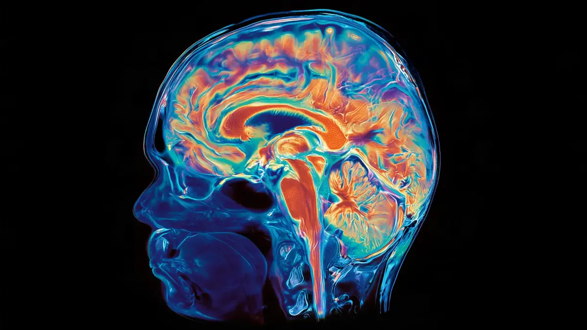 Estudio revela desarrollo dual del cerebro humano