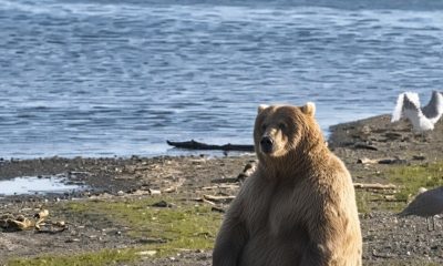 Inicia la Semana Anual del Oso Gordo en Alaska