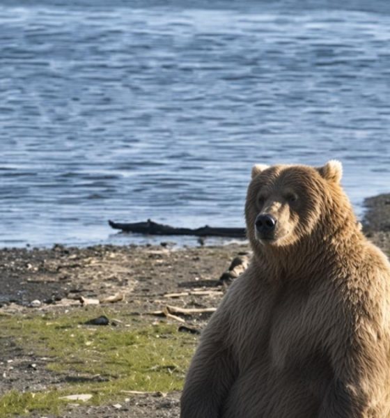Inicia la Semana Anual del Oso Gordo en Alaska
