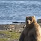 Inicia la Semana Anual del Oso Gordo en Alaska
