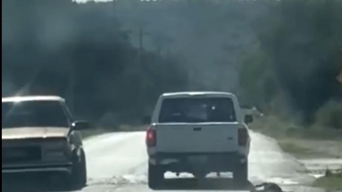 Indignación por muerte de perro arrastrado en Hidalgo