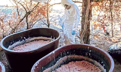 Cárteles mexicanos instalan laboratorios de metanfetamina en África