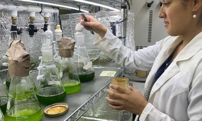 Desarrollo de biofertilizantes a partir de residuos de sotol en Chihuahua