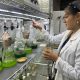 Desarrollo de biofertilizantes a partir de residuos de sotol en Chihuahua