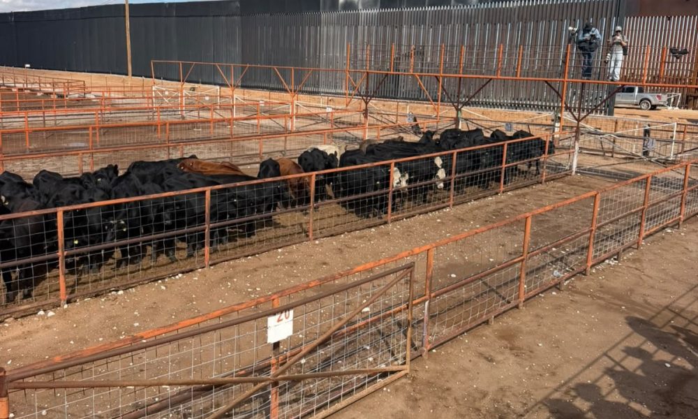 Reanudan exportaciones de ganado por San Jerónimo–Santa Teresa, celebra CCE