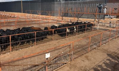Reanudan exportaciones de ganado por San Jerónimo–Santa Teresa, celebra CCE