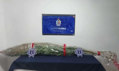 Aseguran cultivo de mariguana en Las Haciendas