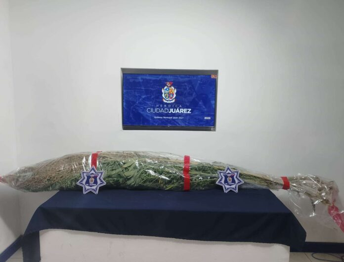 Aseguran cultivo de mariguana en Las Haciendas
