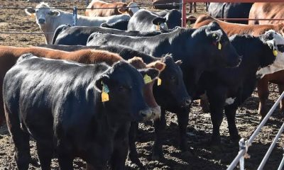 Reabre frontera chihuahuense para exportación de ganado tras más de un año