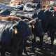Reabre frontera chihuahuense para exportación de ganado tras más de un año