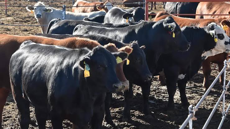 Reabre frontera chihuahuense para exportación de ganado tras más de un año