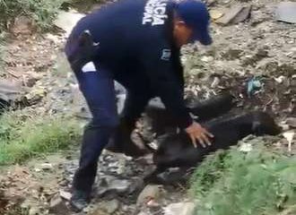 Rescatan a perro arrastrado por las lluvias