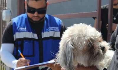 Municipio de Chihuahua lleva programa de prevención de rickettsia a colonias