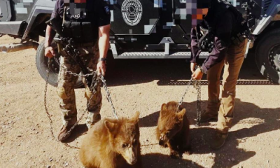 Aseguran dos osos negros en Ojinaga y son entregados a PROFEPA