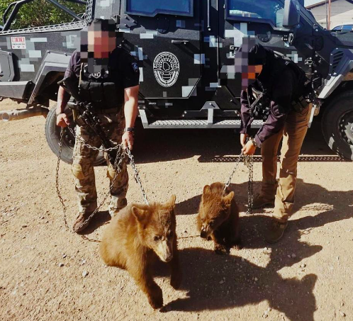 Aseguran dos osos negros en Ojinaga y son entregados a PROFEPA