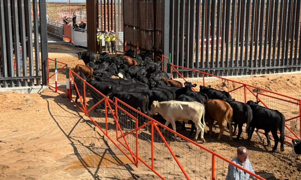 Reabren cruce San Jerónimo-Santa Teresa para exportación de ganado