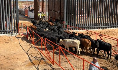 Reabren cruce San Jerónimo-Santa Teresa para exportación de ganado