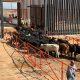 Reabren cruce San Jerónimo-Santa Teresa para exportación de ganado