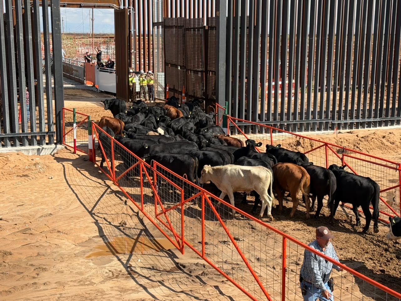 Reabren cruce San Jerónimo-Santa Teresa para exportación de ganado