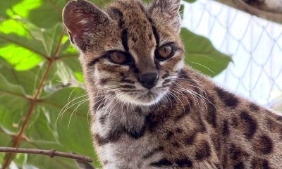 Descubren nueva especie de gato salvaje con un solo miembro conocido