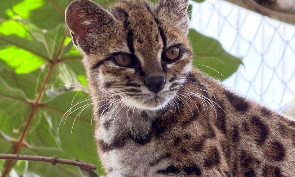 Descubren nueva especie de gato salvaje con un solo miembro conocido