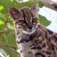 Descubren nueva especie de gato salvaje con un solo miembro conocido