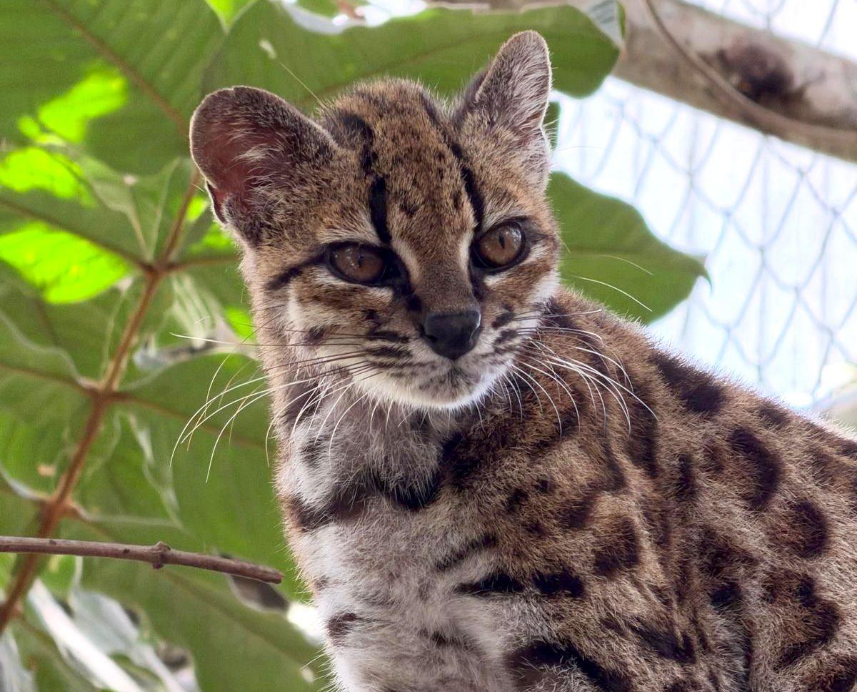 Descubren nueva especie de gato salvaje con un solo miembro conocido