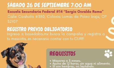 Esterilizarán gratis a perros y gatos en Lomas de Poleo el fin de semana