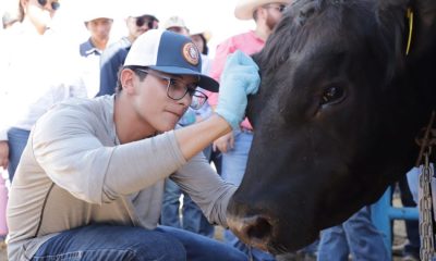 Chihuahua reporta 89 casos activos de gusano barrenador del ganado