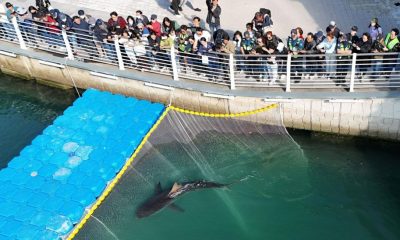 Tiburón famoso se niega a salir de canal en Corea del Sur