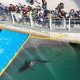 Tiburón famoso se niega a salir de canal en Corea del Sur